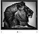 Original Artist Metal Print 24 X 30 CriniÈre De Lion Limited Ed. Sold Out