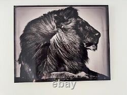 Original Artist Metal Print 24 x 30 CRINIÈRE DE LION Limited Ed. Sold Out