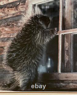 RARE & SOLD OUT Thomas Mangelsen Signed Porcupine In Window Ltd Ed 1984 119/950