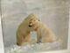 Thomas Mangelsen Polar Bear Hug -signed/framed By Gallery Sold Out