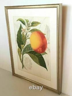 Williams-sonoma/pottery Barn Blood Orange Wall Art New Sold Out At Ws/pb Rare