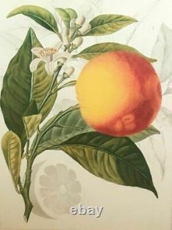 Williams-sonoma/pottery Barn Blood Orange Wall Art New Sold Out At Ws/pb Rare